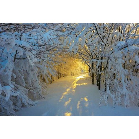 Sunshine in the Snowy Forest