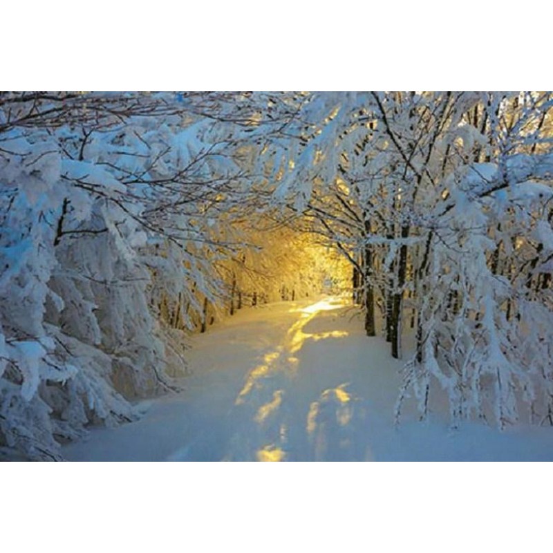 Sunshine in the Snow...