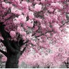 Pink Tree Diamond Painting Kit