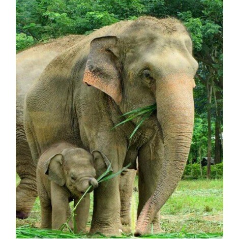 Baby Elephant with Mother