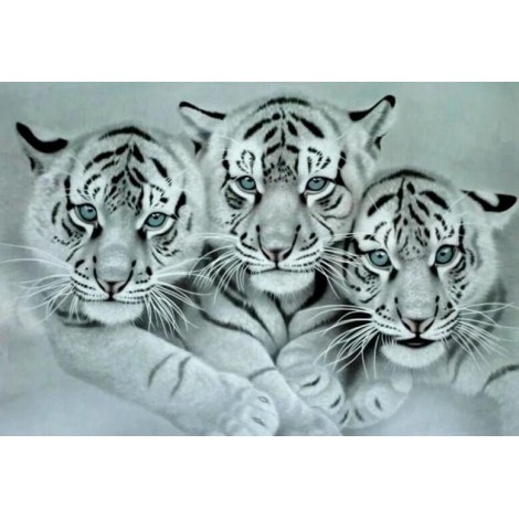 Three White Tigers