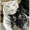 White & Black Tigers