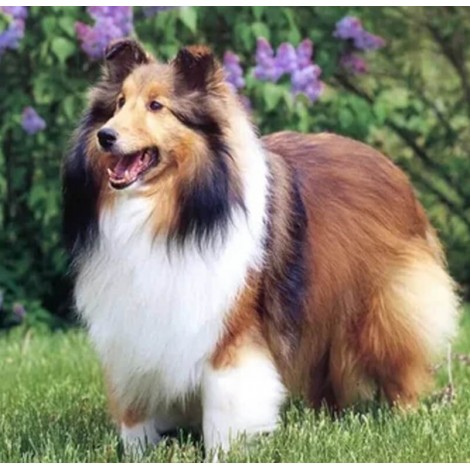 Sheltie Diamond Painting Kit