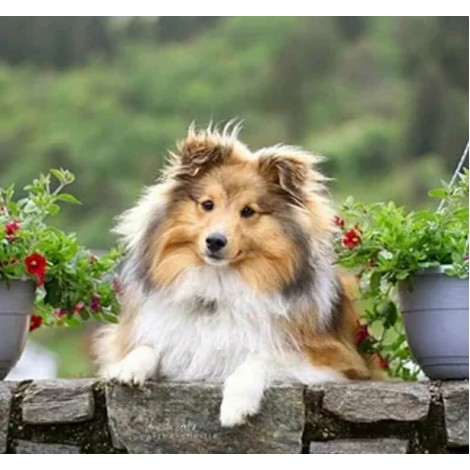 Sheltie Schilderijen Diamond Painting