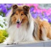 Rough Collie Diamond Painting