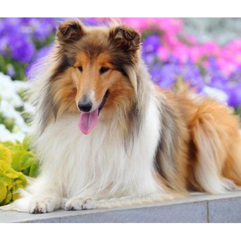 Rough Collie Diamond Painting