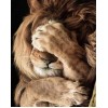 Shy Lion Diamond Painting