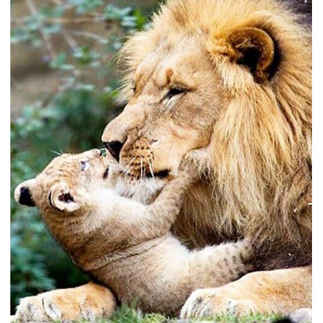 Lion with Cub Painting Kit