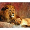 Lion & Lioness Painting Kit