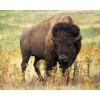 American Bison - Paint by Diamonds