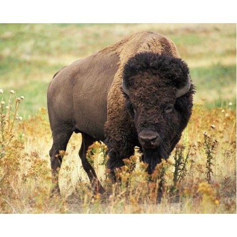 American Bison - Paint by Diamonds