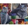 British Short Hair Cats - Diamond Painting Kit