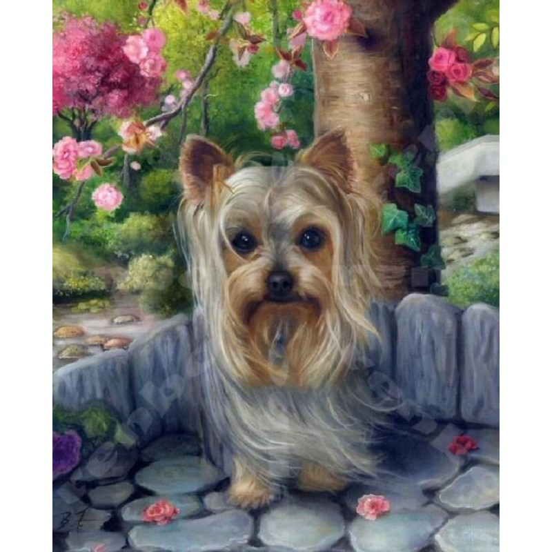 Cute Yorkshire Terri...