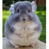 Fluffy Chinchilla Diamond Painting