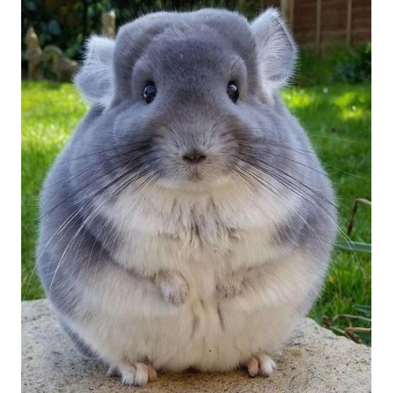 Fluffy Chinchilla Di...