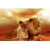 Lion Pair in the Desert