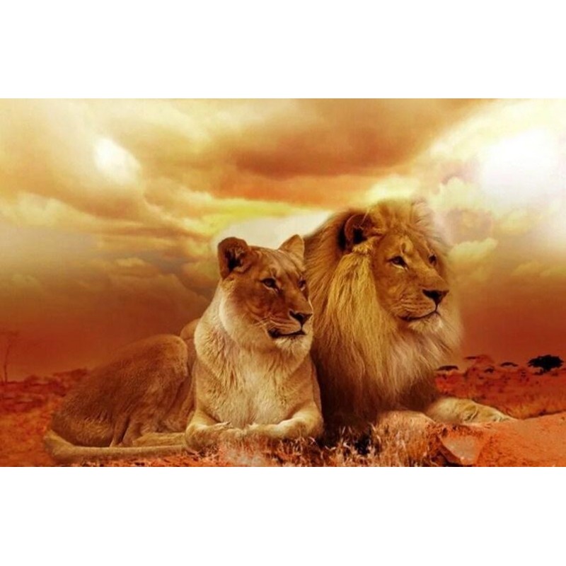 Lion Pair in the Des...