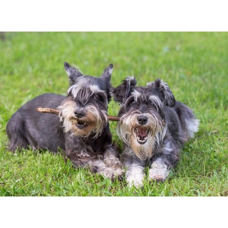 Schnauzer Lady & the Tramp Dogs