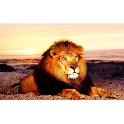 Lonely Lion in the Mountains