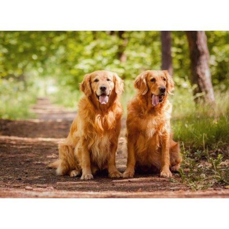 Golden Retrievers Out for Walk