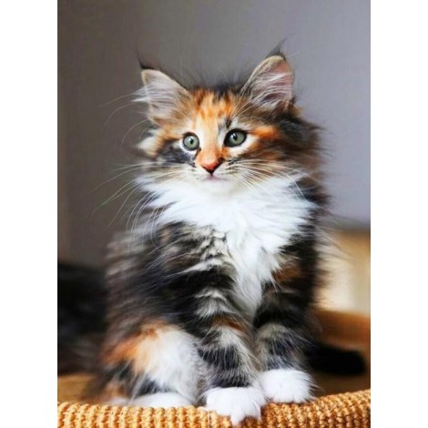 Norwegian Forest Cat Diamond Painting