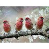 Sing Birds - Diamond Painting Kit