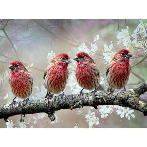 Sing Birds - Diamond Painting Kit