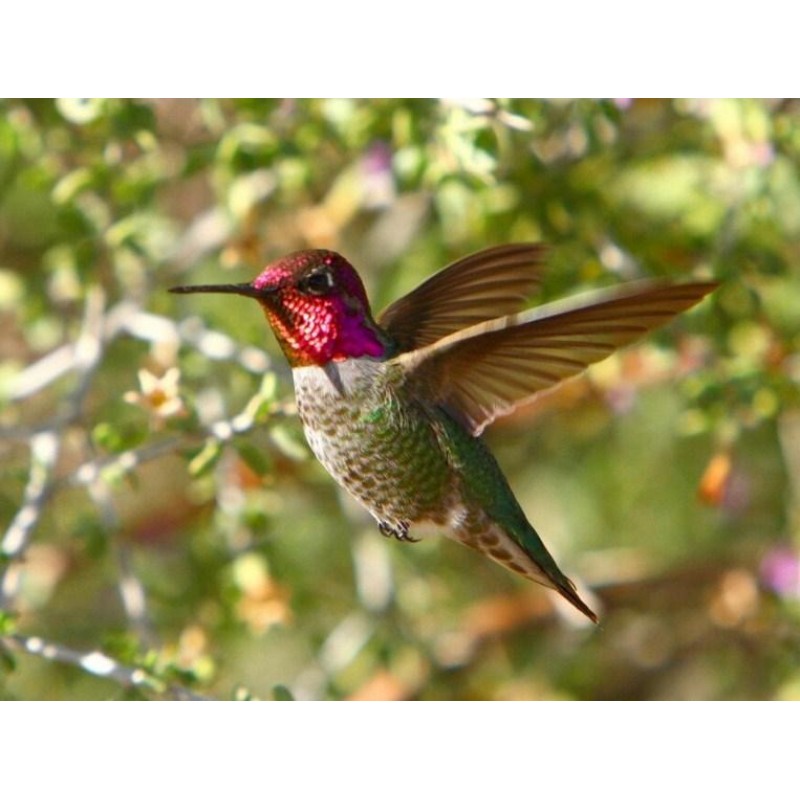 Stunning Humming Bir...