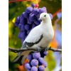 Beautiful Dove & Bunch of Grapes