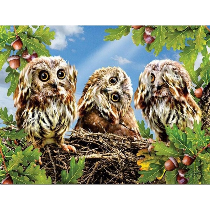 Three Owls on the Tr...