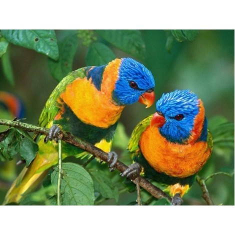 Beautiful Pair of Parrots Diamond Painting