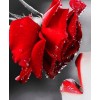 Kissing a Rose - Paint with Diamonds