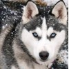 Snow Wolf Diamond Painting Kit