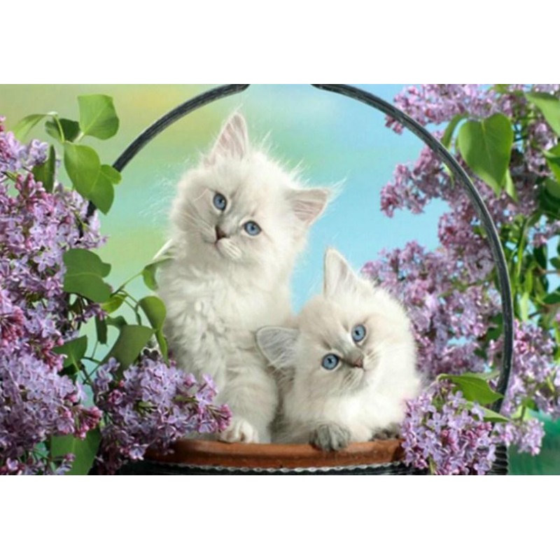 White Cats with Blue...