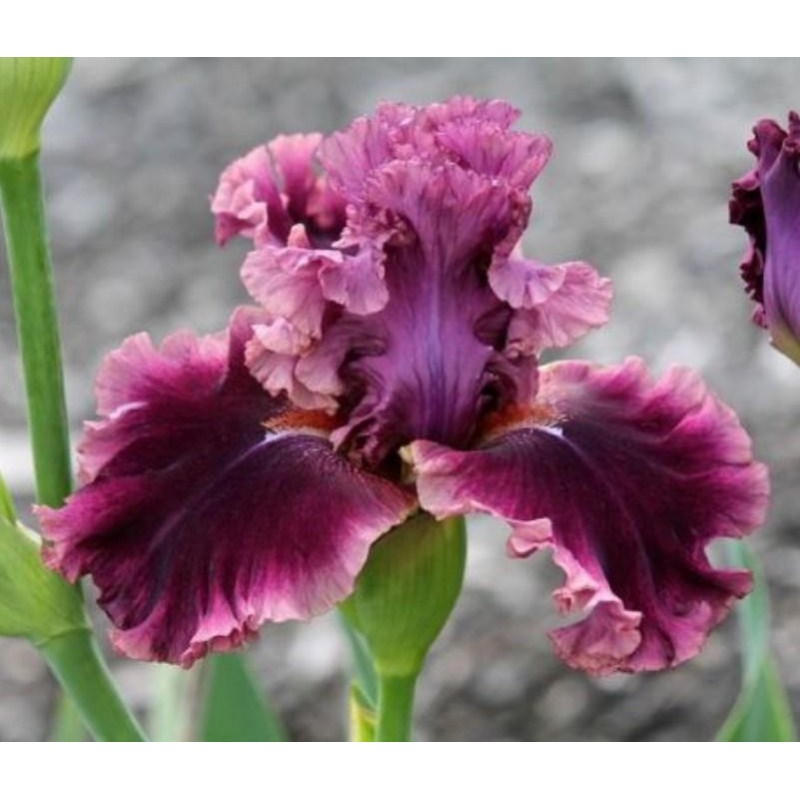 Purple Iris - Paint ...