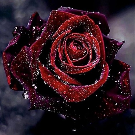 Dark Red Rose with Water Drops