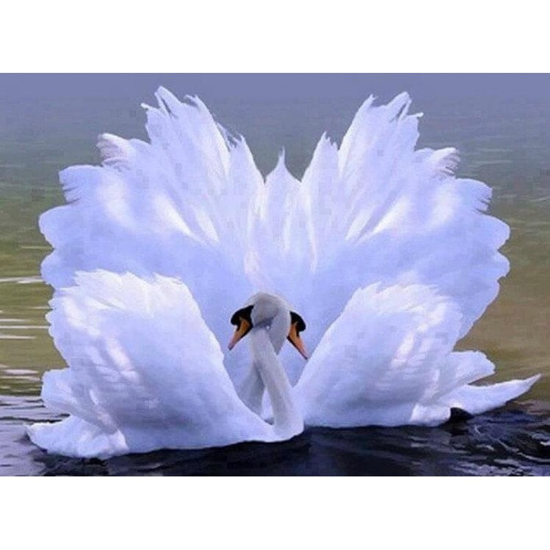 Gorgeous Swans Love ...