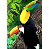Beautiful Toucan Birds Pair