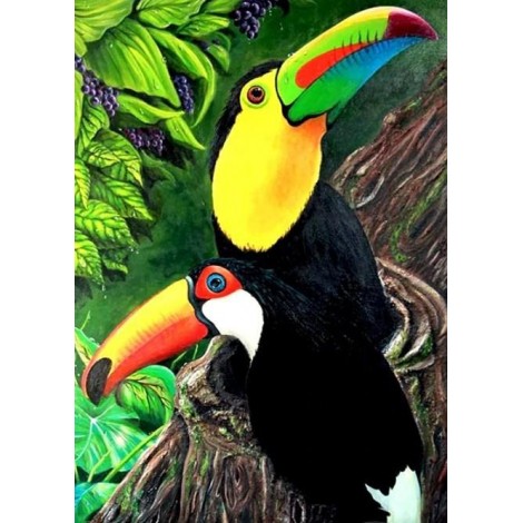 Beautiful Toucan Birds Pair