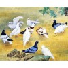 Pigeons Diamond Painting Kit