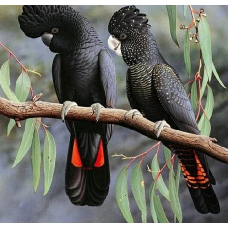 Red Tailed Black Cockatoo Pet