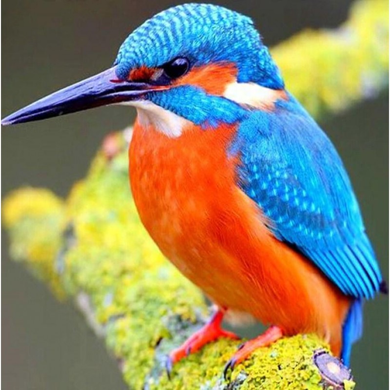 Kingfisher Diamond P...