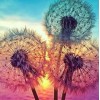 Dandelions Diamond Painting Kit