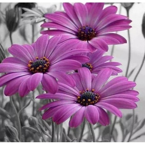 Purple Gerber Daisies Painting Kit