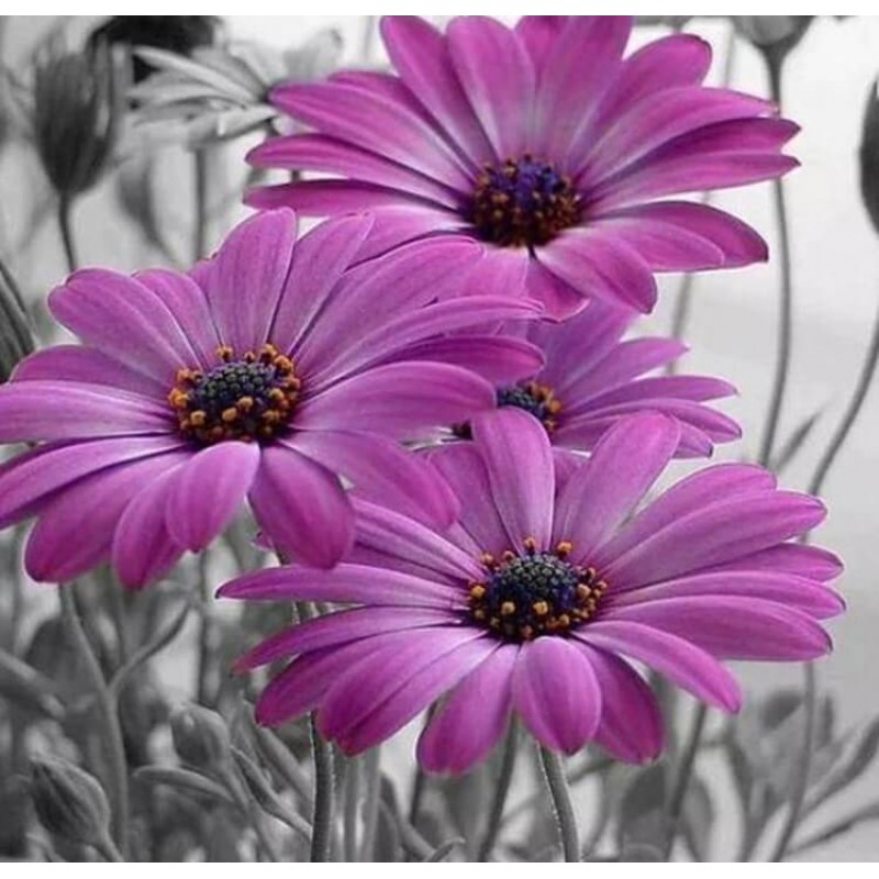 Purple Gerber Daisie...