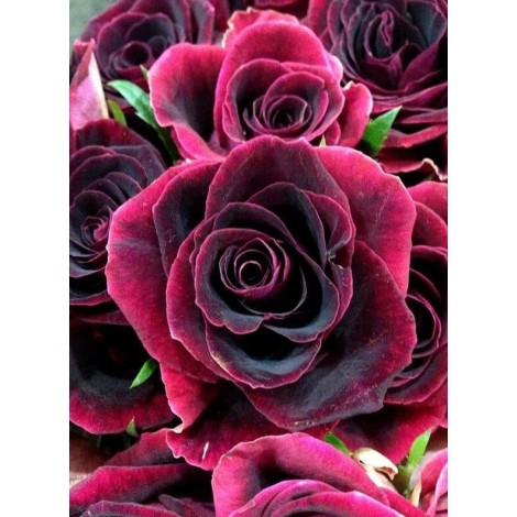 Dark Red Roses Diamond Painting