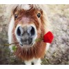 Pony with Red Rose
