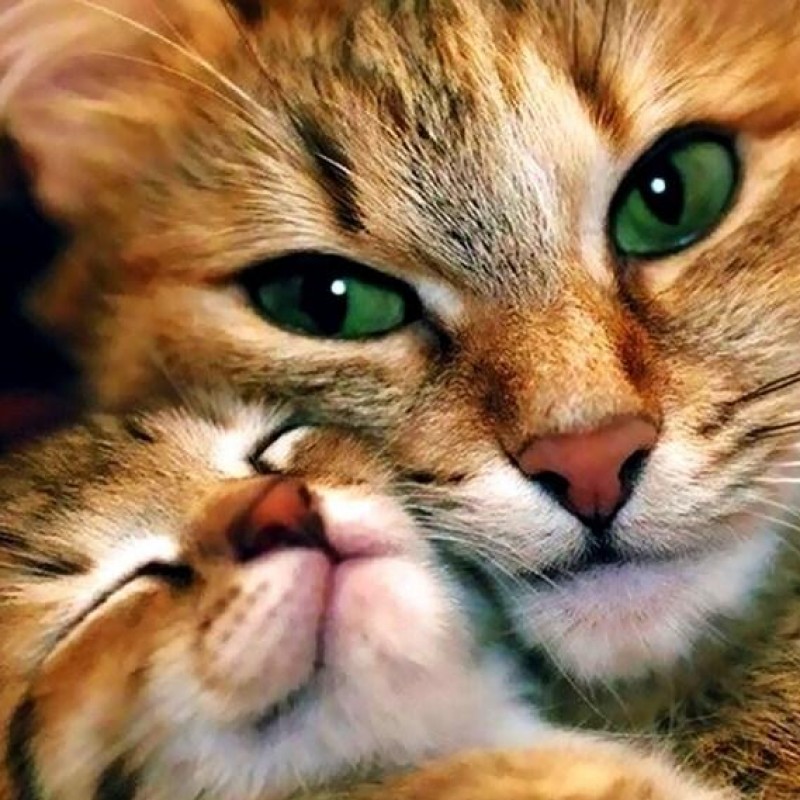 Mother Cat & Bab...