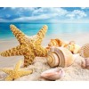 Seashells in the Ocean