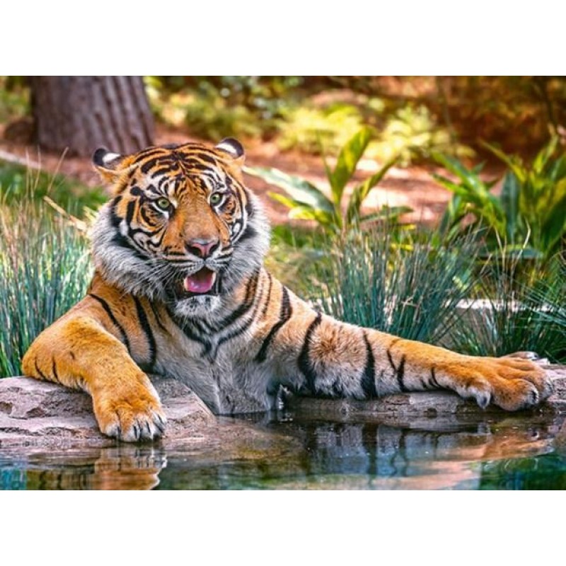 Sumatran Tiger Diamo...